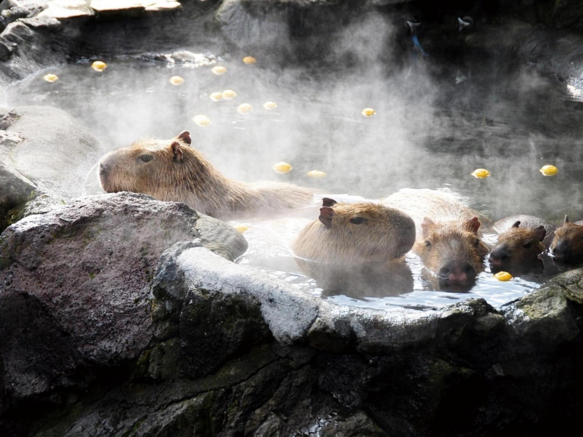 Shuzenji Onsen Hotel Takitei Ίζου Εξωτερικό φωτογραφία