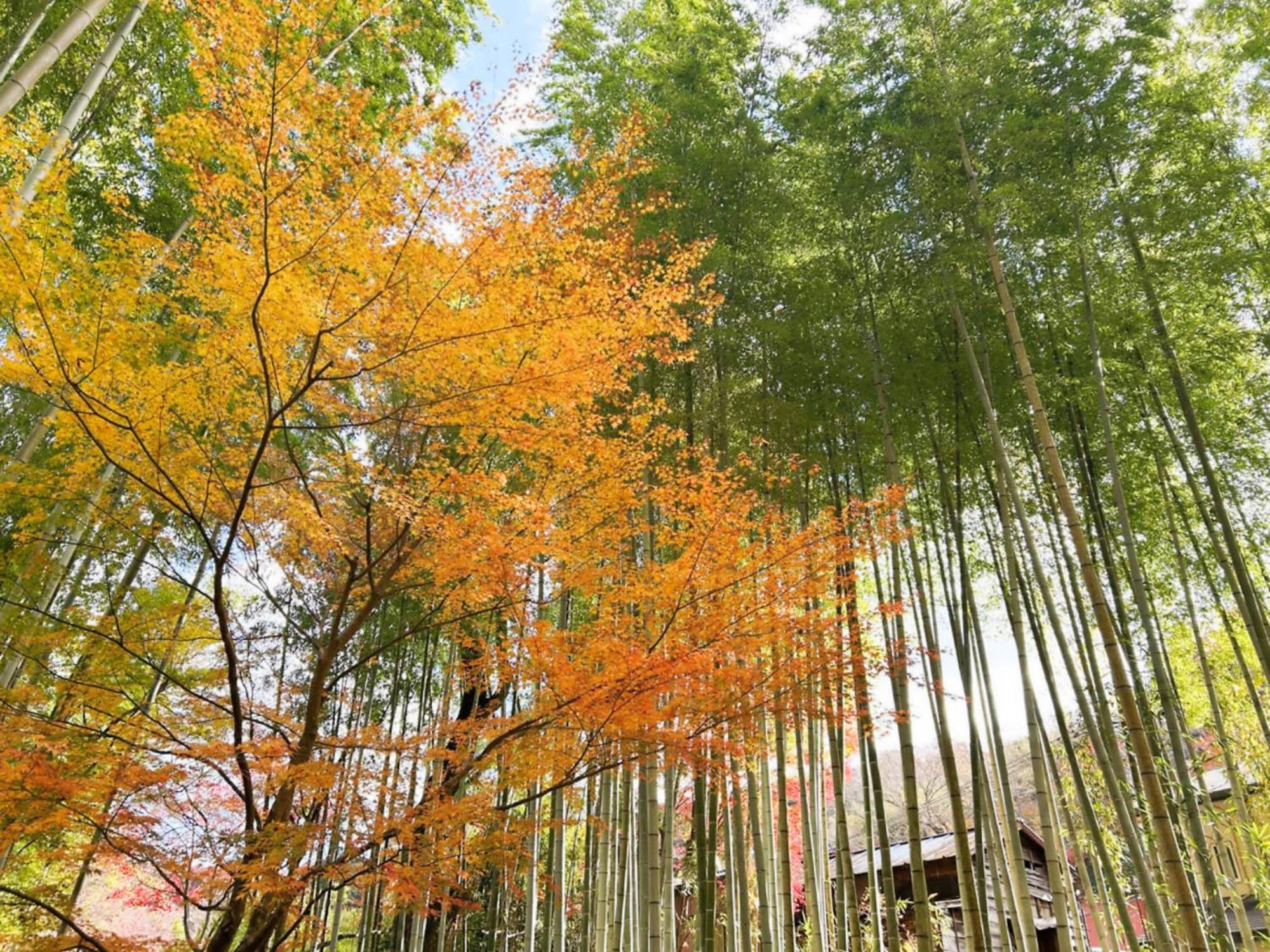 Shuzenji Onsen Hotel Takitei Ίζου Εξωτερικό φωτογραφία